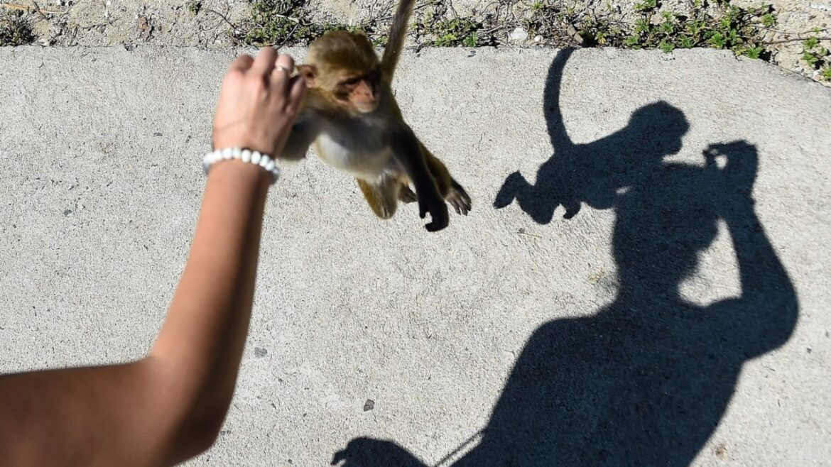 wildlife