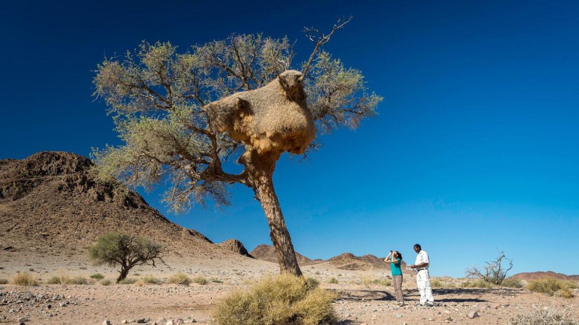 Namibian