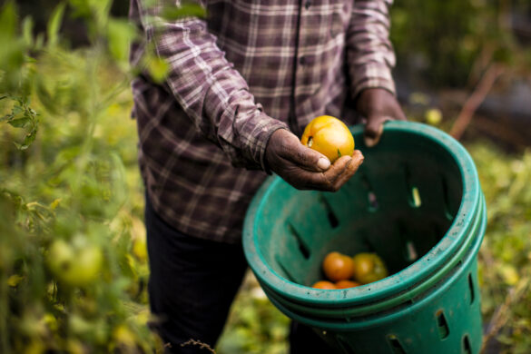 farmers