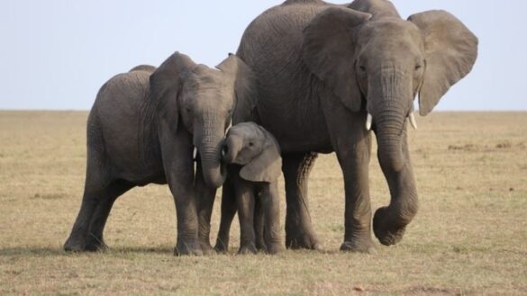 elephants