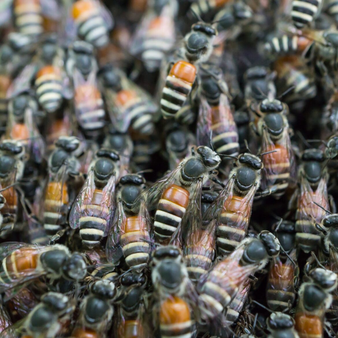 bees