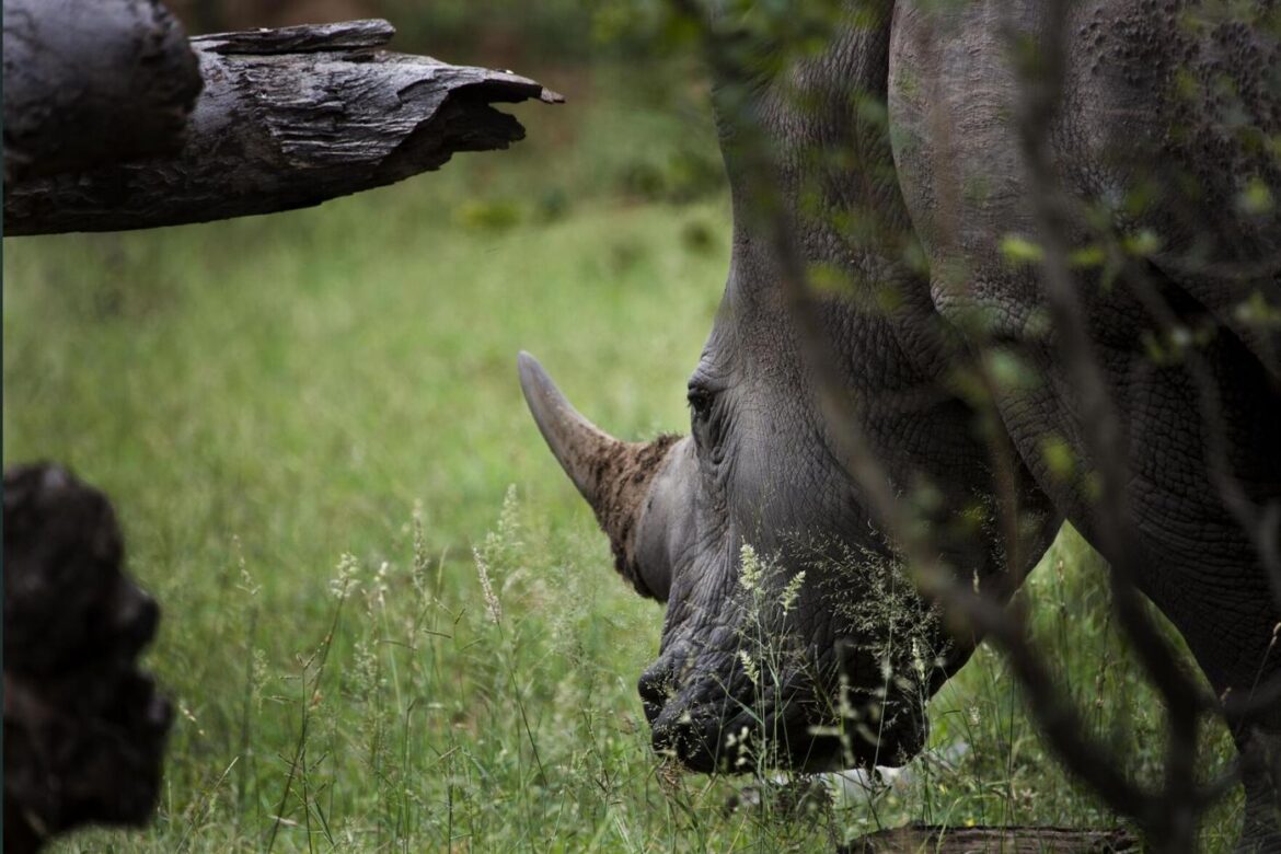 rhino