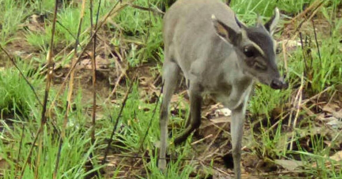 antelope