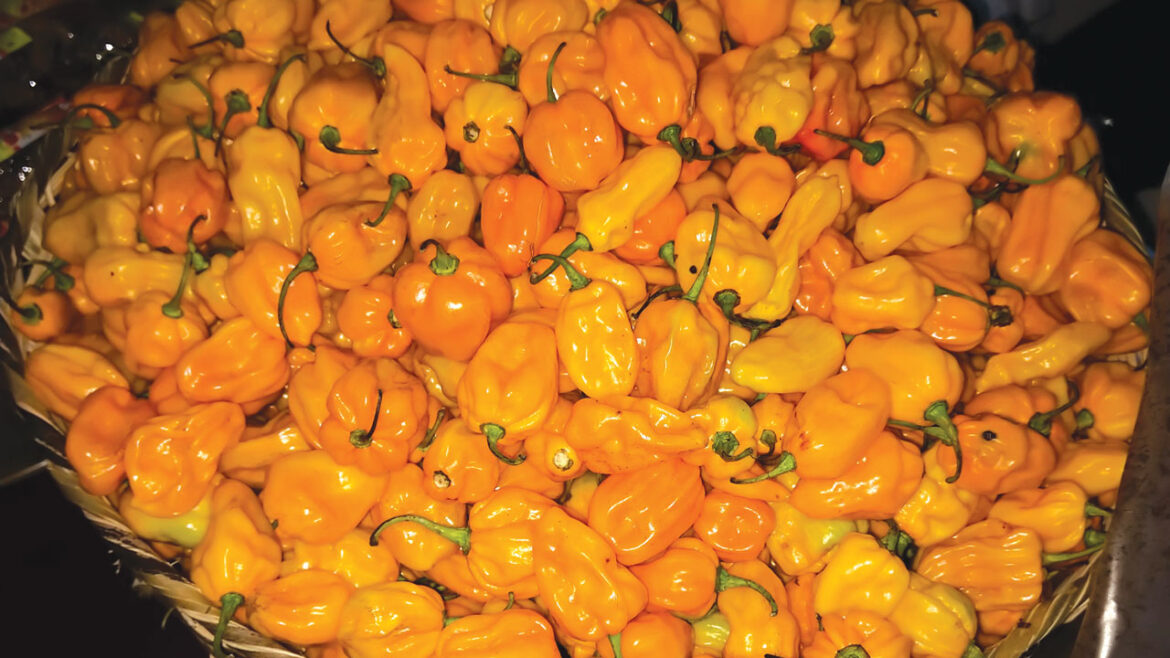 pepper