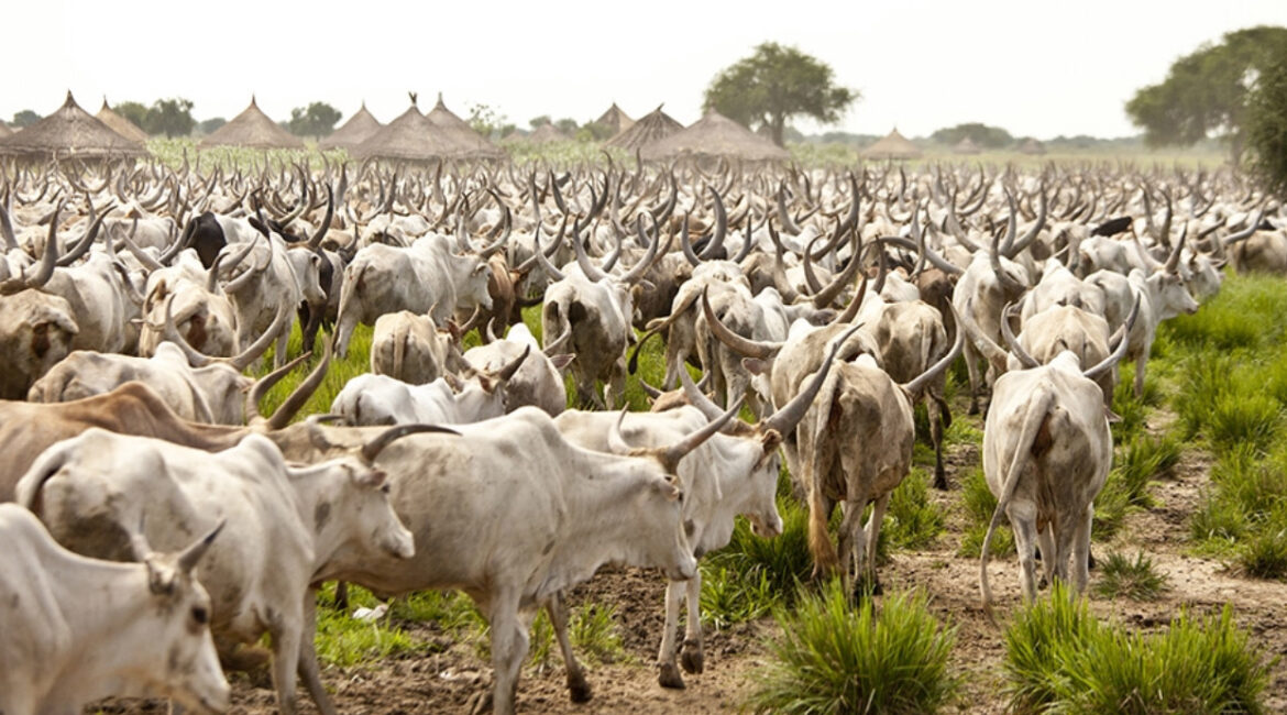 cows