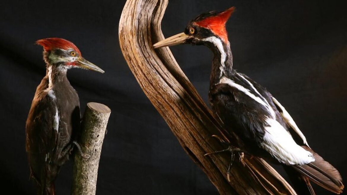 wildlife