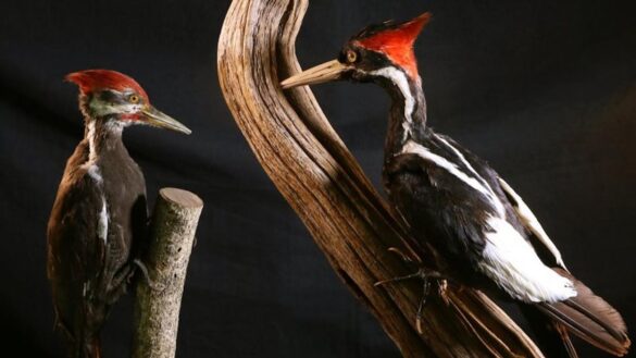 wildlife