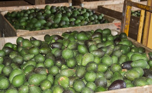 Avocado Association exporters avocado exports Kenyan horticulture