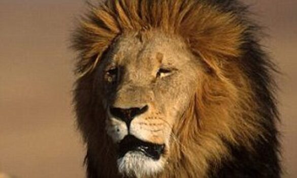 LionAid Lion