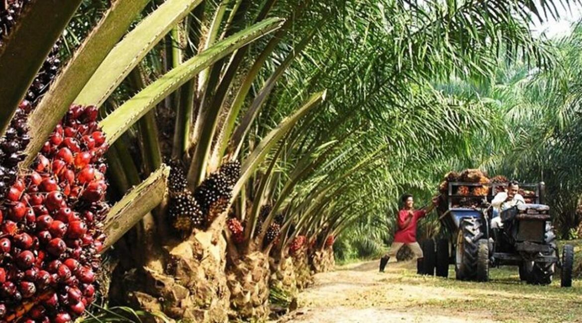 oil palm plantations oil palm palm oil