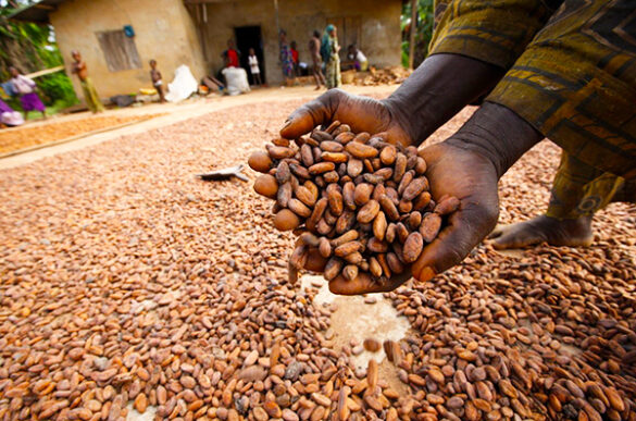 coffee farmers cocoa