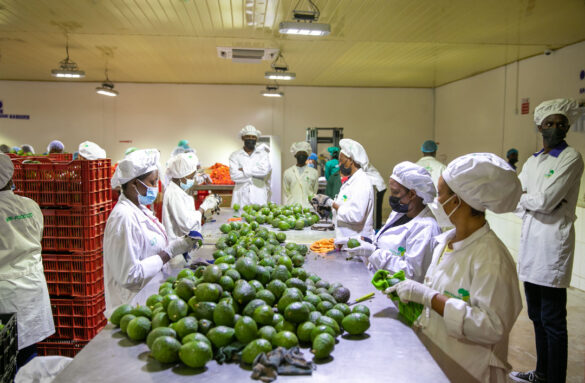 rwanda avocado