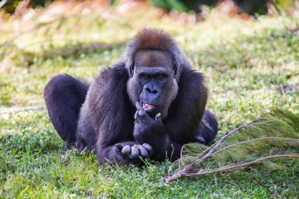 Cross River Gorillas