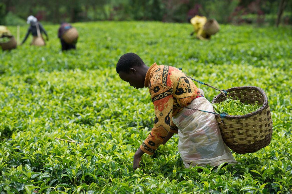 Coffee and Tea Tourism