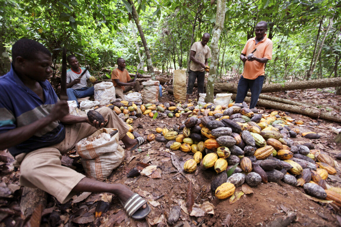cocoa plants