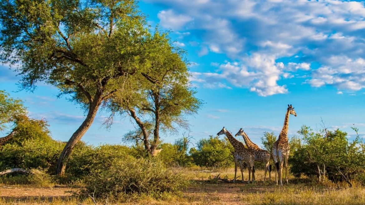 Wildlife Photography