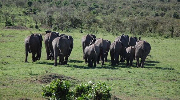 Maasai Mara National Reserve