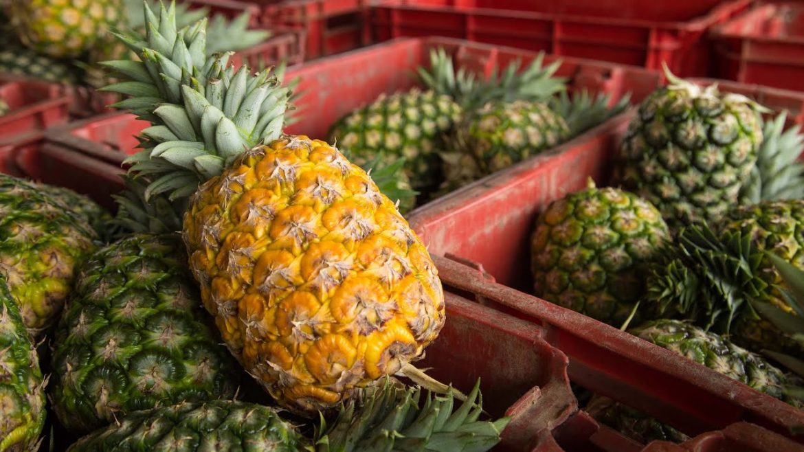 Ghanaian Pineapple Exports