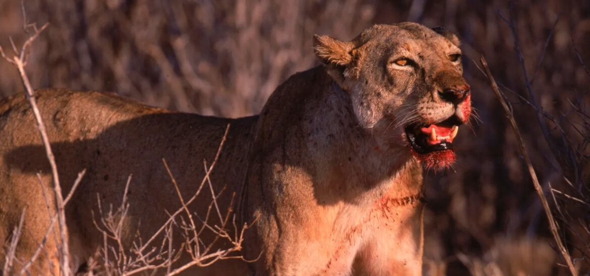Tsavo Lions