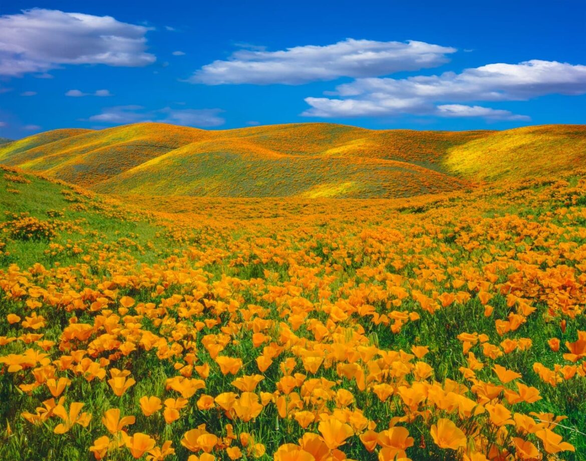 Flower Fields