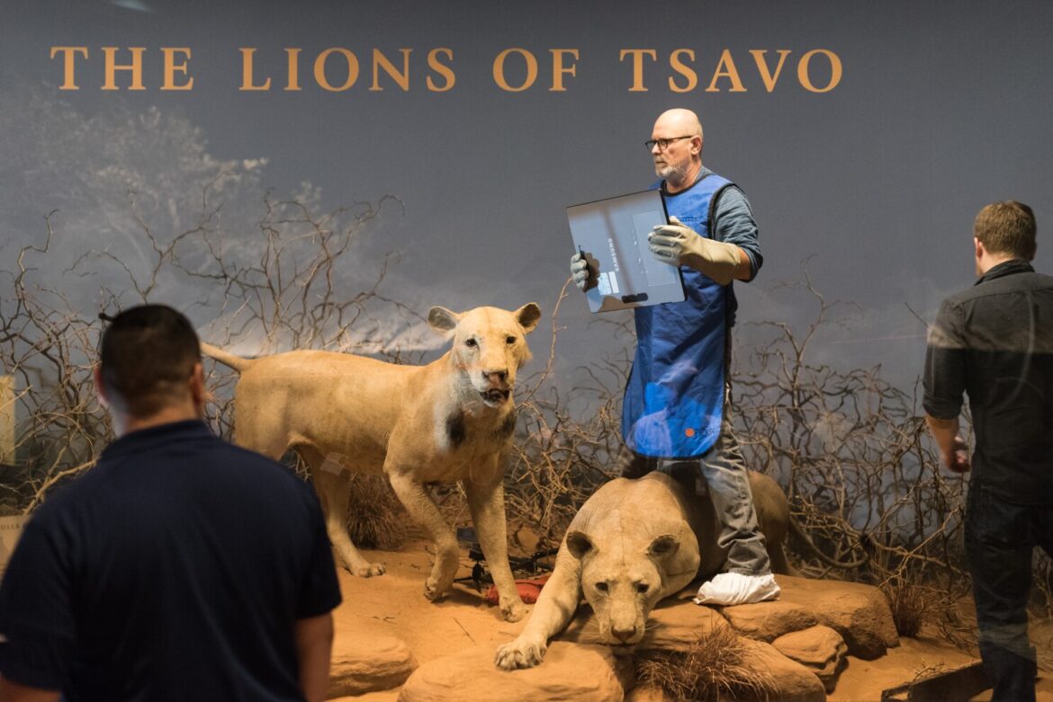 Kenya’s Tsavo lions