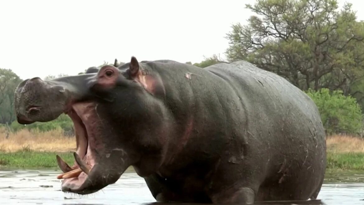Zambia Hippo Attack