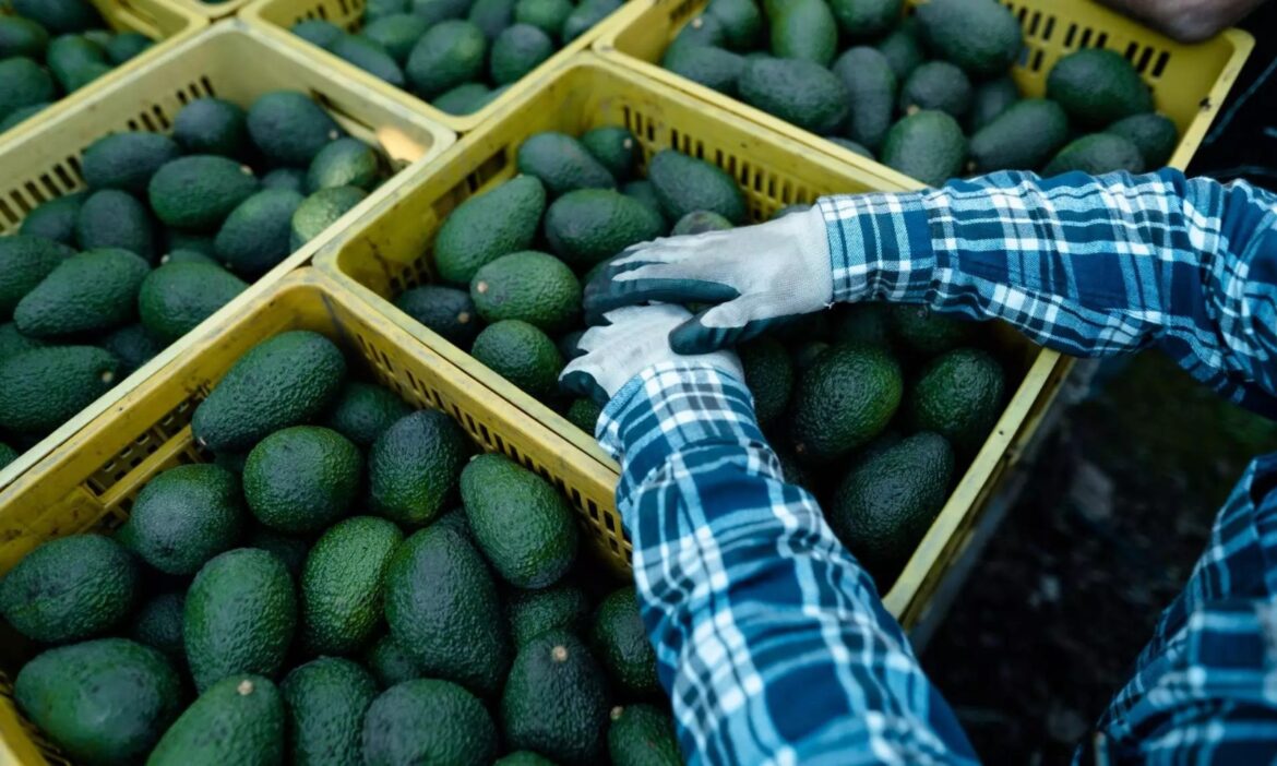 Perishable Exports