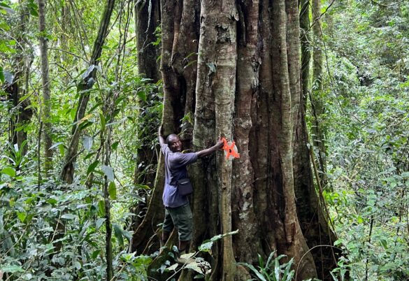 rainforest trees