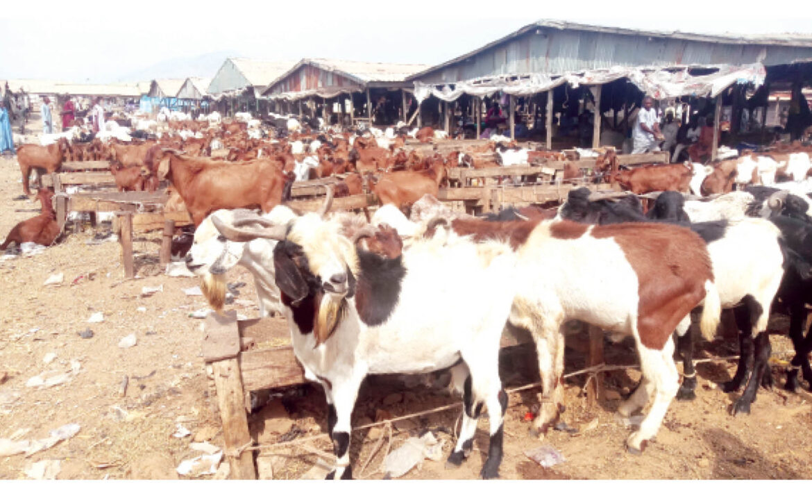 Nigeria’s Goat and Sheep Farmers