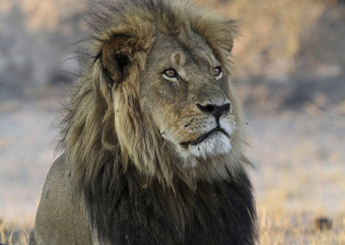 Trophy hunter
