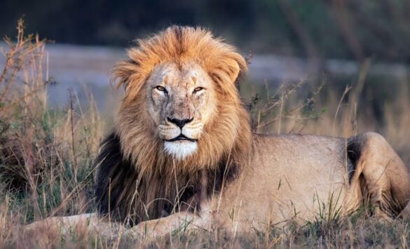 lions and hyenas