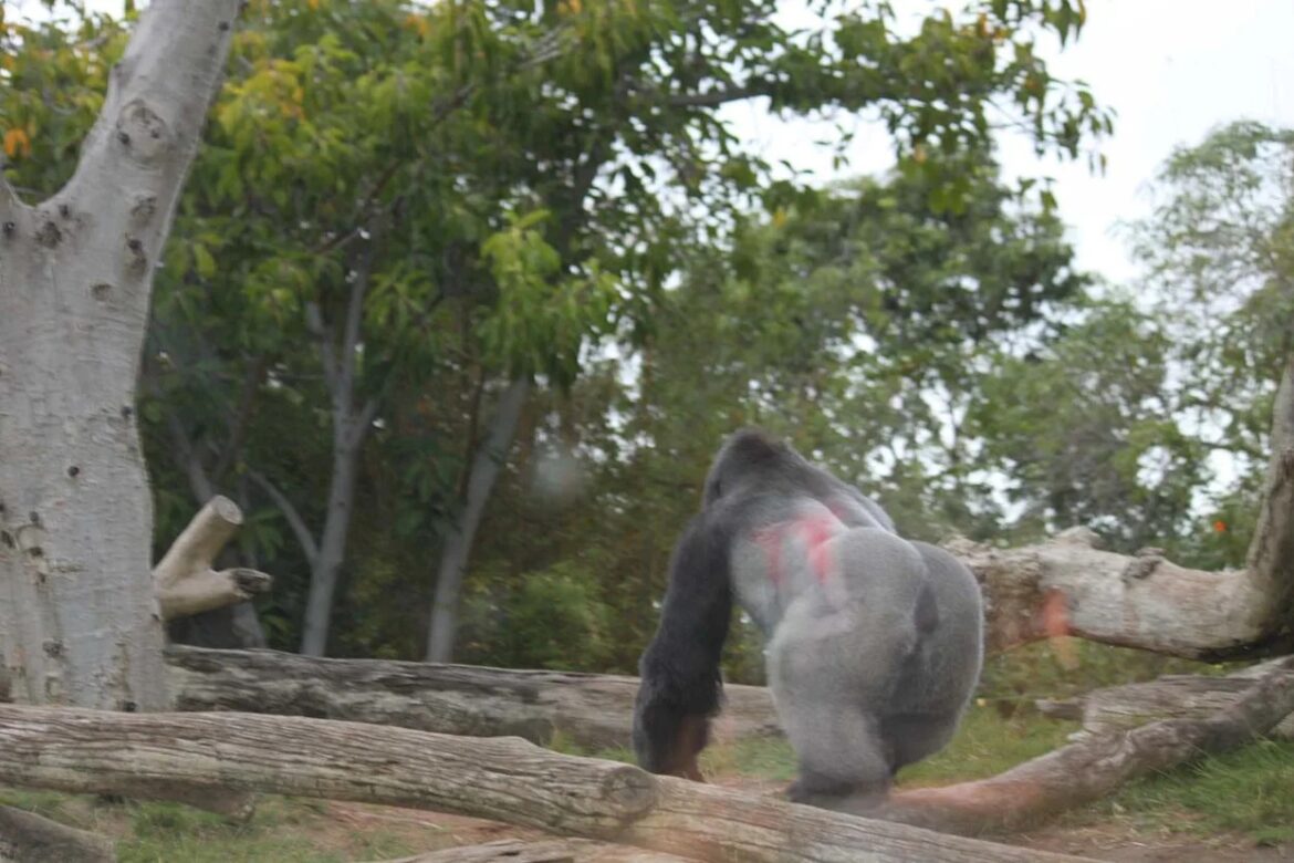 Cross River Gorillas