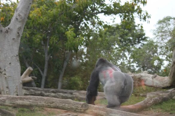 Cross River Gorillas