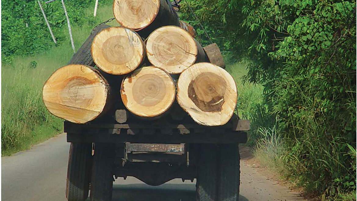Deforestation