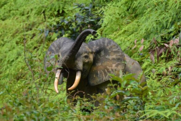 Forest Elephants