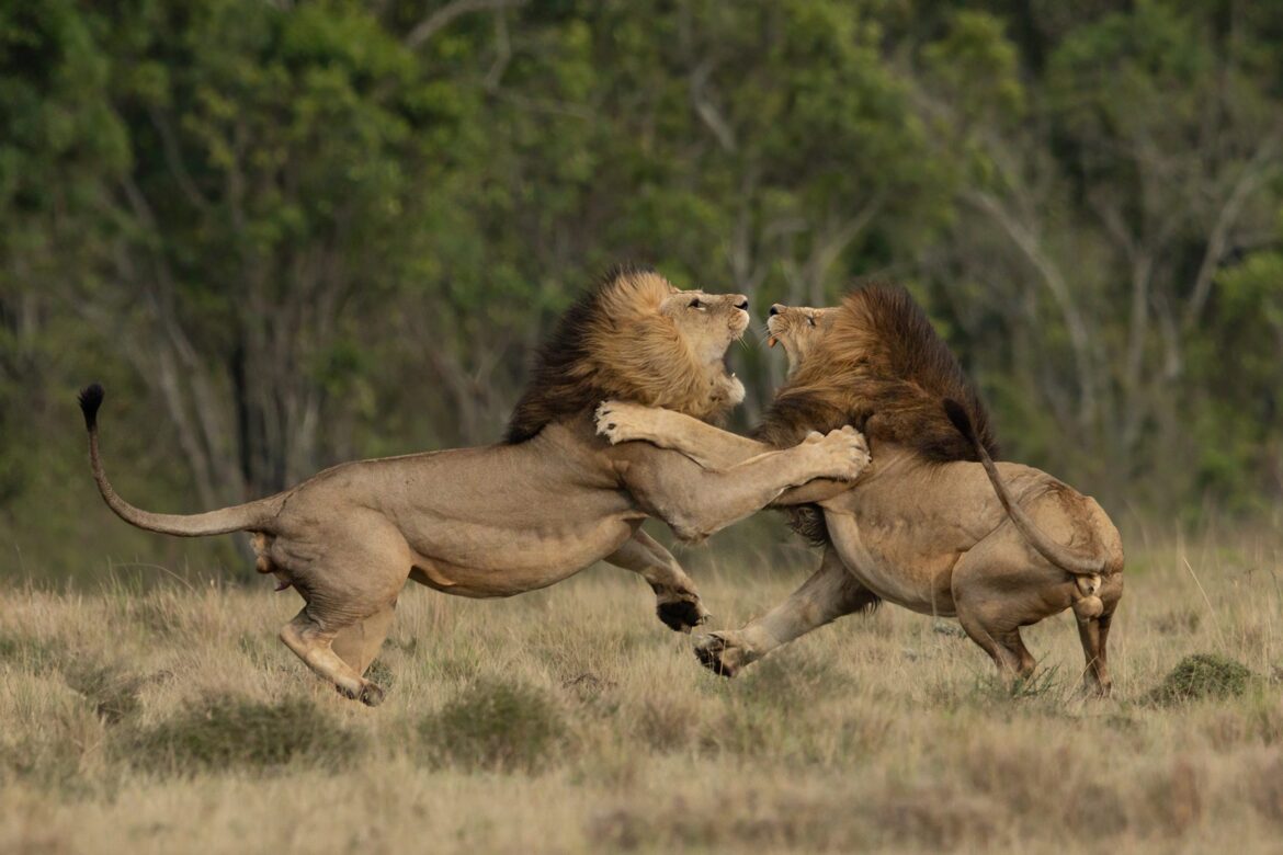 Kenyan Wildlife