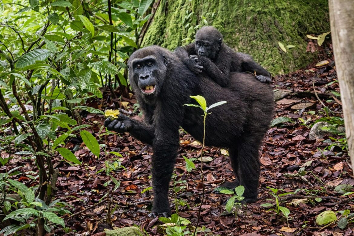 Rarest Gorilla Encounters