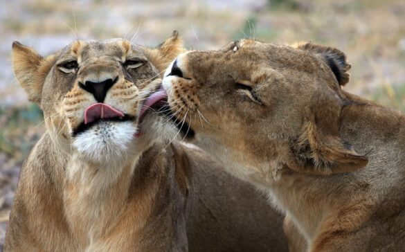 Mpumalanga Park