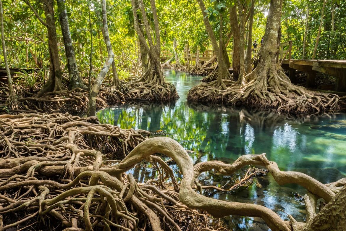 Mangrove Boardwalk tourism